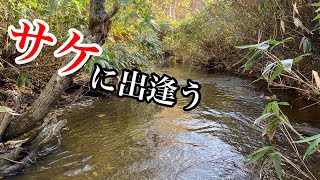 魚を求めて川を巡ったがサケに出会って強制終了【ガサガサ】