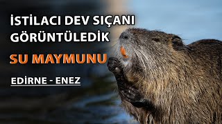 Belgesel Günlükleri - Enez Gala Gölü, Kuğu ve  Su Maymunu | Kuşçular İle Buluşma