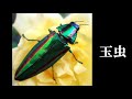 耳と目と口で楽しむ、今日の俳句。ビタミンhaiku。no.834。2020年7月7日（火曜日）