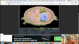 Cells Alive - Technology 5