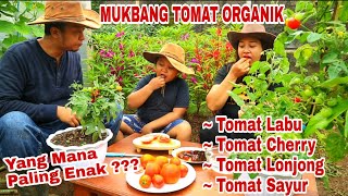 Ini Juaranya Tomat !!!, Test Rasa 4 Jenis Tomat Organik Fresh