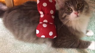 リボンを付けて逃げ回る猫 ノルウェージャンフォレストキャット Cat, run away with a ribbon. Norwegian Forest Cat.