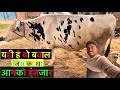 यही है वो बवाल जिस का था आपको इंतजार new cow my farm