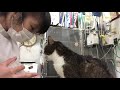 ⑦猫のゴンタちゃんの栄養補助、投薬