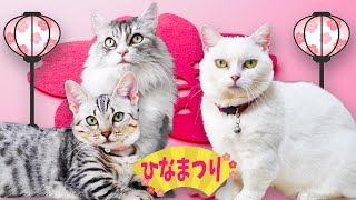 ひなまつりに集った女子ネコたち！　3 female cats gather on girl's day!