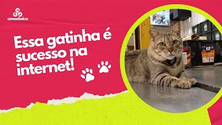 Zappeando | Conheça a Kate, a gatinha que é fenômeno na feira e na internet!