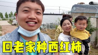 回老家种西红柿，奶奶竟把家底全交给了孙子，余雪高兴的合不拢嘴！【小夕余雪的幸福生活】