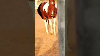 hi frnd My New Horse 🐴🐴🐴 foam  My new New Horse video viral shorts my new horse a very good my new h