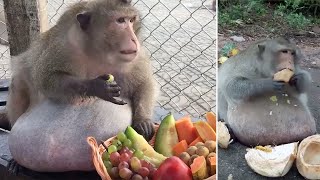 Uncle Fatty The Obese Monkey In Bangkok