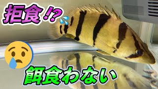 苦悩💦フォーバーダトニオが餌を食べない・・・悲しみ！これは拒食かグルメか性格か！？『aquarium』『ダトニオ』『餌やり』『Datnioides undecimradiatus』