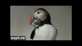 Audubon Puffin Loafing Ledge | 2024 Highlights