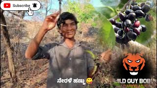 ನೇರಳೆ ಹಣ್ಣಿನ ಸೀಸನ್ l ಬನ್ನಿ ಹಣ್ಣು ಕುಯ್ಯೋಣ l Java plum l  #fruit #wildlife #youtube .. @wildguybobu26