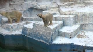 小学生の声援に見事に応えたモモ　　天王寺動物園のホッキョクグマ