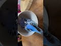 拗ねてぶつぶつ文句を垂れるセキセイインコ　 セキセイインコ インコ兄弟 インコ birds budgies ocean shorts