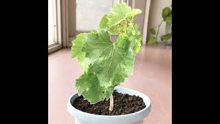 植物成長3D動畫【葡萄果實成熟】|Plant growth 3D animation(Grape fruit ripen)#DIY花園 #DIY #花園 #shorts