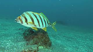 【睡眠用・映像記録】ゴロタ周りを自由に泳ぎ回るタカノハダイを観察する - Spottedtail morwong