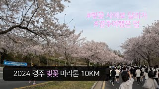 벚꽃 사이로 달려보셨나요?! / 2024 31회 경주 벚꽃 마라톤 10KM #마라톤 #10km #marathon #경주벚꽃마라톤