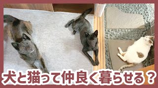 【甲斐犬】犬と猫の多頭飼い、これが理想形だと思う…！