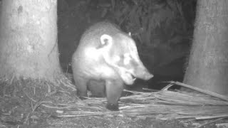 BRIGA DE QUATIS!! Família de gato do mato, Gambá subindo em árvore e mais