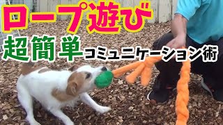 【犬と遊ぶ】愛犬と引っ張りっこ遊びをしよう！楽しい遊び方〖犬のしつけ幼稚園＠神戸〗byかずま先生