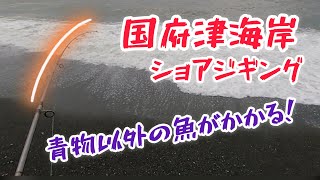 国府津海岸　ショアジギング　青物以外の魚がかかる！