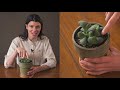 gasteria glomerata ox tongue houseplant care — 6 of 365