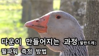 다운이 만들어지는 과정(발란드레)│필파워 측정하는 방법