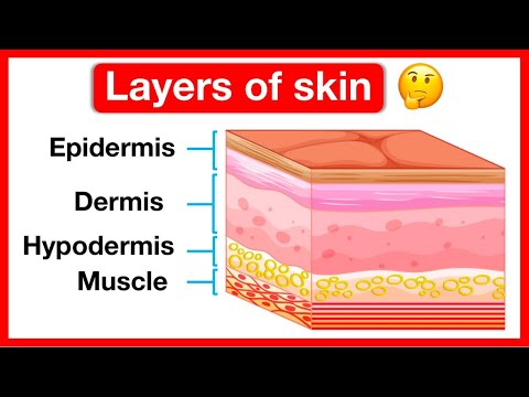 In which layer of the skin would you expect to see the greatest increase in thickness?