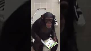 Monkey on a toilet