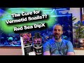 Can This Dip Kill Vermetid Snails??? - Red Sea DipX