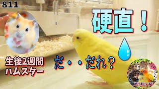 セキセイインコが初めてハムスターを見た時はこうなる・モニタリング｜面白可愛い動物癒し動画811 Budgie meet hamster for the first time.