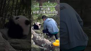 Baby panda acting spoiled奇三妹向墩墩撒娇失败 #大熊猫 #熊猫 #cute #panda #funny #animals #adorablepanda #可愛 #熊貓