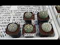 緊急取消］高雄五甲老闆擺攤預告【 mc多肉園 】mc succulent plant vlog