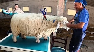 OVERGROWN, Matted SHEEP SHORN - Satisfying