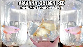 ARWANA GOLDEN RED TANKMATE HARGA ECER‼️PASAR IKAN HIAS PARUNG‼️