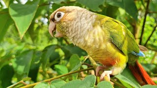 This video will relax your bird : green cheek conure singing in the morning so happy.