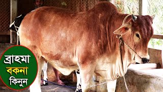 ব্রাহমা বকনা ও 2020ঈদের আকর্ষণীয় গরু brahma cow 2020