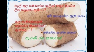 වැල් අල පිළිබඳව පැරණි කතාවක් සමඟ රසවත් අහාර වේලක් සකසා ගන්න