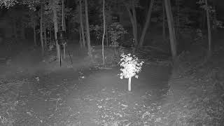 East Texas Hog Watch Live!