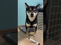 全力応援が無いとおしっこ出来ない犬