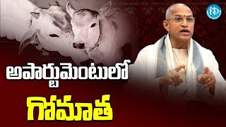 అపార్టుమెంట్లలో కూడా గోవుని ఇలా పోషిస్తున్నారు | Chaganti Koteswara rao | iDream Devotional