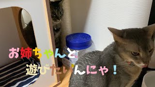 【うちのねこ。Vlog】23話　先住猫が大好きすぎてストーカー化した猫がこちらです。