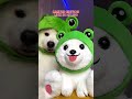 shiro plushie is now available 👑🔥 funny puppy cute dogsofinstagram tiktok dog