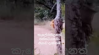 මහලොකු චන්ඩි ( කැලේ රජා)#srilanka #sinhala #animals #lion