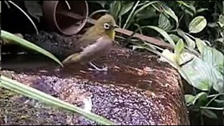 2021年9月17日　庭の蹲に来た野鳥