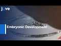 Embryonic Development Study by Intracytoplasmic Injection | Protocol Preview