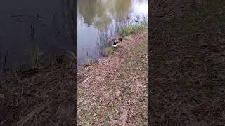 中島公園の鴨（ゆっくり行くとある程度近づけます）