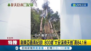 #三立獨家 恭喜你榮登樹木界的台灣之光~東亞最高樹在台灣! 800歲\