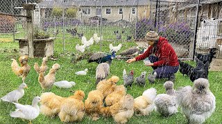 A Peaceful Rainy Day Caring My Pets & Nature 🐓🍃- Simple & Happy Life - Organic Poultry Farming