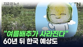 한반도 60년 뒤엔 '여름배추' 사라진다...키위는 전국에 쑥쑥 [지금이뉴스] / YTN